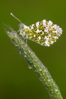 Male Orange Tip on rainy grass sead head. May. '23.