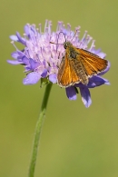 Small Skipper butterfly on scabious. Jul. '23.