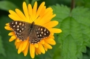 Speckled Wood butterfly. Aug. '23.