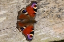 Peacock butterfly on fence. Aug. '23.