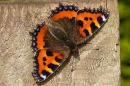Small Tortoiseshell butterfly. Aug. '23.