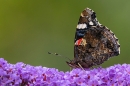 Red Admiral butterfly on buddleia 2. Aug. '23.