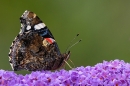 Red Admiral butterfly on buddleia 1. Aug. '23.