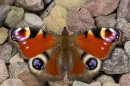 Peacock butterfly on stones. Aug. '23.
