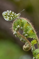 Orange Tip on unfolding fern. May. '24.