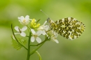 Male Orange Tip on garlic mustard 2. May. '24.