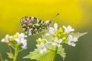 Male Orange Tip on garlic mustard 1. May. '24.