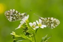 Male and female Orange Tips on garlic mustard. May. '24.