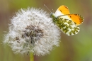 Male Orange Tip on dandelion seedhead. May. '24.