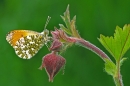 Male Orange Tip on water avens.