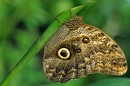 Owl butterfly.