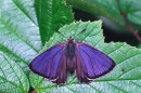 Purple Hairstreak,m.