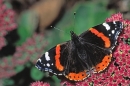 Red Admiral on stonecrop.