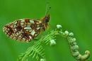 Small Pearl Bordered Fritillary on bracken.