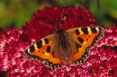 Small Tortoiseshell.