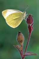 Small White on campion.