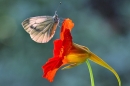 Small White on nasturtium.