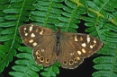 Speckled Wood.