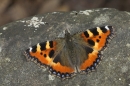 Small Tortoiseshell on rock.