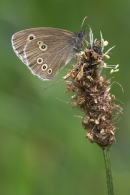 Ringlet on ribwort.