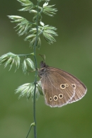 Ringlet on grass.