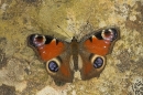 Peacock on rock 2.