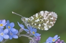 Orange Tip,m on forget me not.