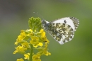 Female Orange Tip.