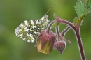 Orange Tip and water avens.