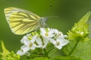 Green Veined White on garlic mustard. May. '25.