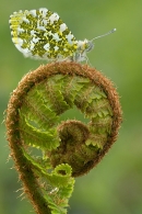 Orange Tip on unfolding fern. May. '25.