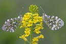 2 Orange Tips,m&f.