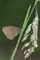 Ringlet on broken grass stem.