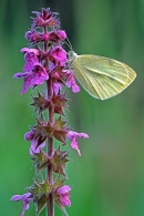 Small White on marsh woundwort.