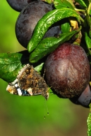 Red Admiral on plum.