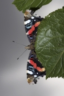 Red Admiral,underside,on plum leaf.