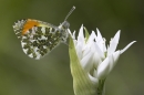 Male Orange Tip on ramson.16.05.'10.