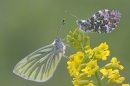 Green Veined White & Orange Tip butterflies.