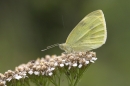 Small White in rain shower. Aug '10.