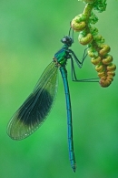 Banded Demoiselle,m