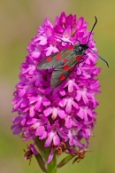 Narrow Bordered 5 Spot Burnet moth on pyramid orchid. July '12.