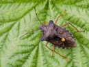 Forest Bug. Aug '12.