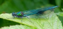 Banded Demoiselle,m. July '12.