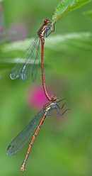 Large Red Damselflies,paired. July '12.