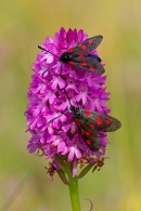 2 Narrow Bordered 5 Spot Burnet moths on pyramid orchid. July '12.