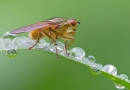 Yellow Dung Fly and raindrops. June '12.