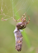 Garden Spider with Wall butterfly prey 1. Aug '13.