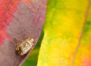 Plant Bug on rosebay willowherb leaves. Aug '13.