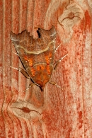 Herald Moth on red painted wood. Oct '13.