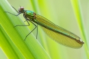 Fem.Banded Demoiselle on grasses. June '16.